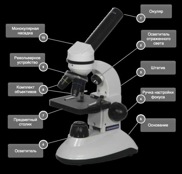 Топ-20 лучших микроскопов для школьников - сравнительные характеристики и правила выбора
